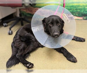 Mutt Dogs for adoption in Moreno Valley, CA, USA