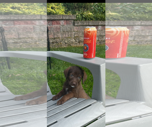 Mutt Dogs for adoption in Hillsboro, MO, USA