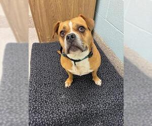 Medium Photo #1 Puggle Puppy For Sale in Brighton, CO, USA