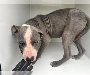 American Pit Bull Terrier Dogs for adoption in Houston, TX, USA