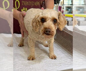 Medium Photo #2 Poodle (Miniature) Puppy For Sale in Benton, LA, USA