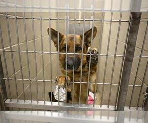 German Shepherd Dog Dogs for adoption in Decatur, IL, USA