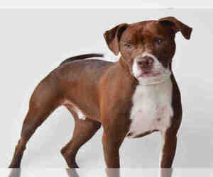 Medium Photo #1 Plott Hound-Unknown Mix Puppy For Sale in Jackson, CA, USA