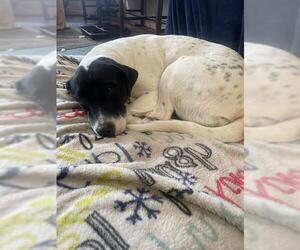 American Staffordshire Terrier-Labrador Retriever Mix Dogs for adoption in San Antonio, TX, USA