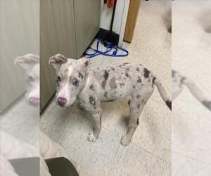 American Pit Bull Terrier-Catahoula Leopard Dog Mix Dogs for adoption in Plano, TX, USA