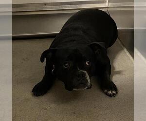 Bulldog-Unknown Mix Dogs for adoption in Modesto, CA, USA