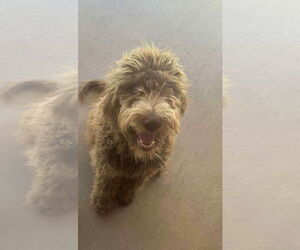 Poodle (Standard)-Unknown Mix Dogs for adoption in Grafton, WI, USA