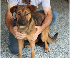 Mutt Dogs for adoption in Elmsford, NY, USA