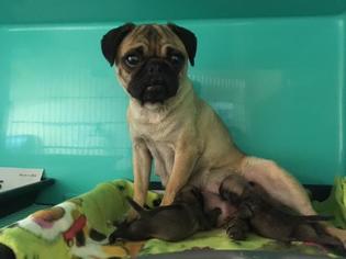 Pug Dogs for adoption in Beverly Hills, CA, USA
