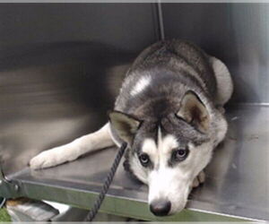 Siberian Husky Dogs for adoption in Downey, CA, USA