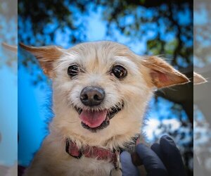 Mutt Dogs for adoption in Boerne, TX, USA