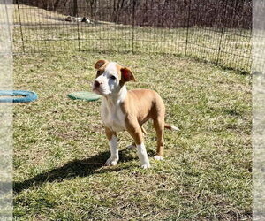 Australian Shepherd-Unknown Mix Dogs for adoption in Springdale, PA, USA
