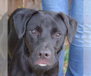 Mutt Dogs for adoption in Huntley, IL, USA