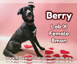 Labrador Retriever-Unknown Mix Dogs for adoption in Anchorage, AK, USA