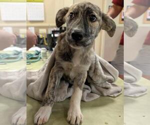 Labrador Retriever-Plott Hound Mix Dogs for adoption in Rockwall, TX, USA
