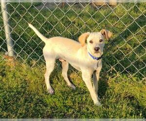 Spanador Dogs for adoption in Scottsboro, AL, USA