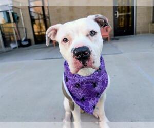 American Pit Bull Terrier Dogs for adoption in Denver, CO, USA