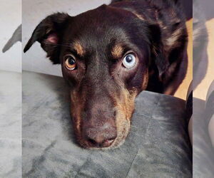 Mutt Dogs for adoption in Germantown, OH, USA