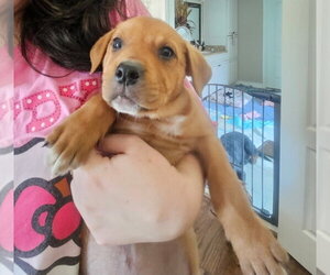 Rottweiler-Unknown Mix Dogs for adoption in Lakewood, CO, USA