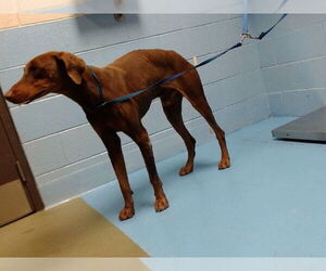 Doberman Pinscher-Unknown Mix Dogs for adoption in Moreno Valley, CA, USA