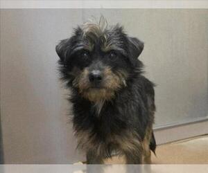 Mutt Dogs for adoption in Martinez, CA, USA