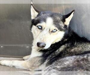 Siberian Husky Dogs for adoption in San Bernardino, CA, USA