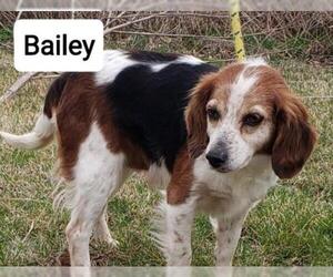 Beagle-Unknown Mix Dogs for adoption in Mount Carmel, IL, USA