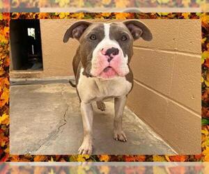 American Pit Bull Terrier Dogs for adoption in Ojai, CA, USA
