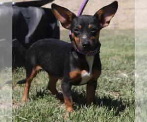 Chihuahua-Unknown Mix Dogs for adoption in San Antonio, TX, USA