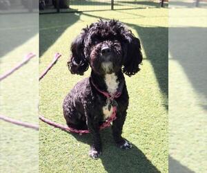 Poodle (Miniature)-Unknown Mix Dogs for adoption in Woodland, CA, USA