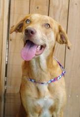 Catahoula Leopard Dog Dogs for adoption in Windermere, FL, USA