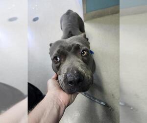 American Staffordshire Terrier Dogs for adoption in Newton, NC, USA