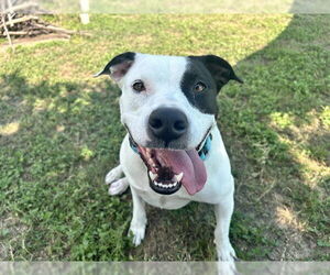 American Pit Bull Terrier-Unknown Mix Dogs for adoption in Ocala, FL, USA