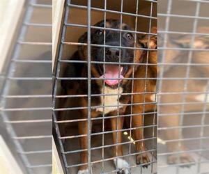 Labrador Retriever-Unknown Mix Dogs for adoption in South Lake Tahoe, CA, USA