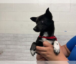 Chihuahua Dogs for adoption in San Bernardino, CA, USA