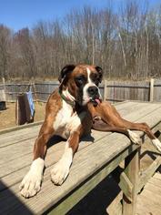 Boxer Dogs for adoption in Chicopee, MA, USA