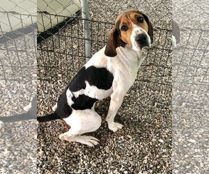 Treeing Walker Coonhound Dogs for adoption in Sparta, TN, USA