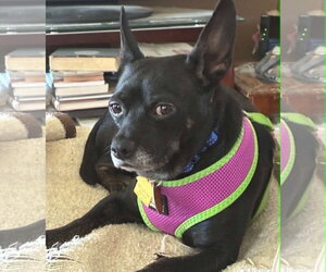 Chihuahua-Unknown Mix Dogs for adoption in Topeka, KS, USA