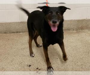 Borador Dogs for adoption in Tavares, FL, USA