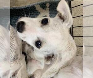 Chihuahua Dogs for adoption in Sebec, ME, USA