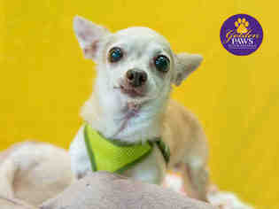 Chihuahua Dogs for adoption in Norfolk, VA, USA