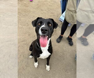Labrador Retriever-Unknown Mix Dogs for adoption in San Diego, CA, USA