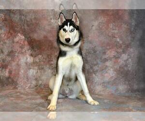 Siberian Husky Dogs for adoption in West Valley, UT, USA