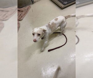 Chihuahua Dogs for adoption in Fremont, CA, USA