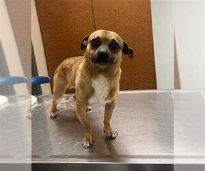 Chihuahua Dogs for adoption in Rancho Cucamonga, CA, USA