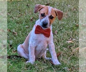 Jack Russell Terrier Dogs for adoption in Helena, AL, USA
