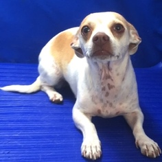 Chiweenie Dogs for adoption in Show Low, AZ, USA