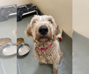 Goldendoodle Dogs for adoption in Boston, MA, USA