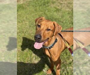 Doberman Pinscher-Vizsla Mix Dogs for adoption in Fort Lauderdale, FL, USA