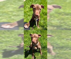 Black Mouth Cur-Chocolate Labrador retriever Mix Dogs for adoption in Chantilly, VA, USA